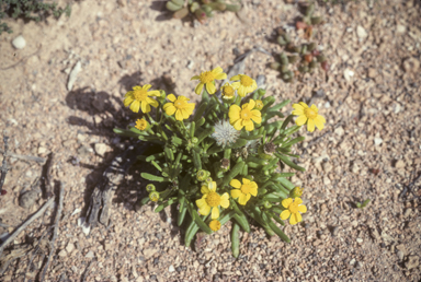 APII jpeg image of Senecio lacustrinus  © contact APII