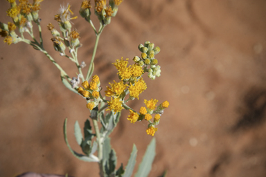 APII jpeg image of Senecio lanibracteus  © contact APII