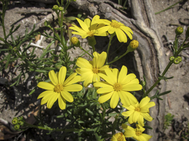 APII jpeg image of Senecio pinnatifolius  © contact APII