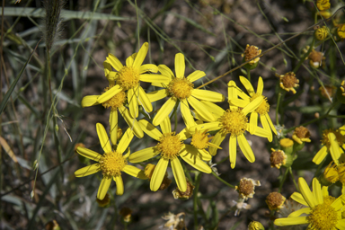 APII jpeg image of Senecio pinnatifolius  © contact APII