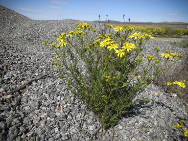 APII jpeg image of Senecio pinnatifolius  © contact APII