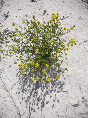 APII jpeg image of Senecio pinnatifolius var. maritimus  © contact APII