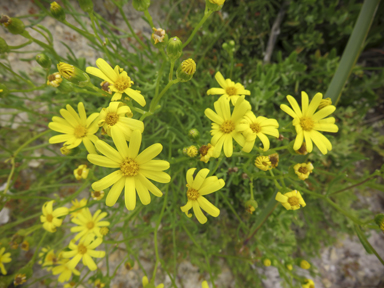 APII jpeg image of Senecio pinnatifolius var. maritimus  © contact APII