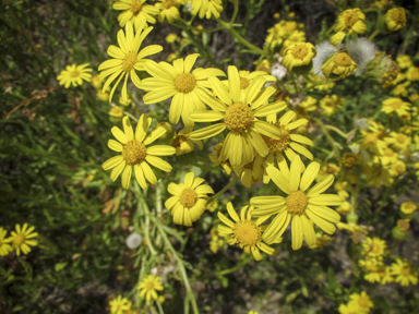 APII jpeg image of Senecio pinnatifolius var. maritimus  © contact APII