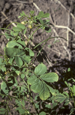 APII jpeg image of Senna obtusifolia  © contact APII