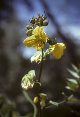 APII jpeg image of Senna occidentalis  © contact APII