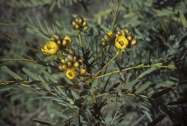 APII jpeg image of Senna pleurocarpa  © contact APII