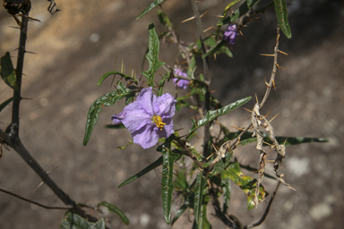 APII jpeg image of Solanum amblymerum  © contact APII