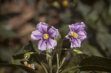 APII jpeg image of Solanum aviculare  © contact APII