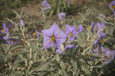 APII jpeg image of Solanum elaeagnifolium  © contact APII