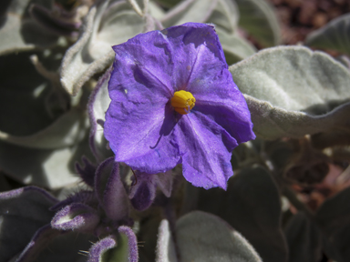 APII jpeg image of Solanum ellipticum  © contact APII