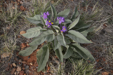 APII jpeg image of Solanum ellipticum  © contact APII