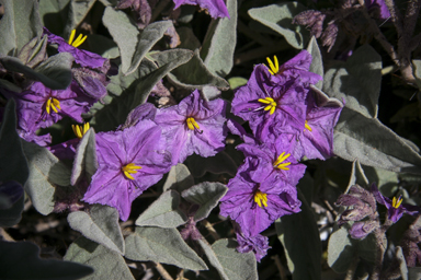 APII jpeg image of Solanum ellipticum  © contact APII