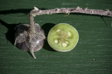 APII jpeg image of Solanum ellipticum  © contact APII