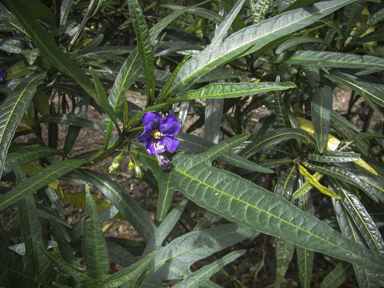 APII jpeg image of Solanum laciniatum  © contact APII