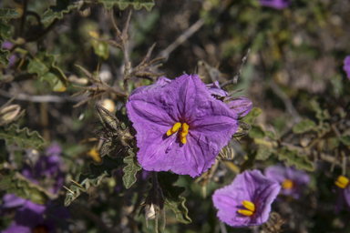 APII jpeg image of Solanum petrophilum  © contact APII