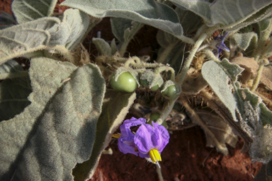 APII jpeg image of Solanum quadriloculatum  © contact APII