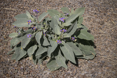 APII jpeg image of Solanum quadriloculatum  © contact APII