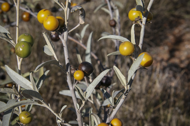 APII jpeg image of Solanum sturtianum  © contact APII