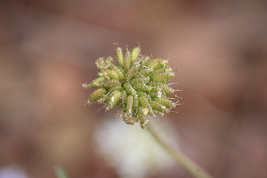 APII jpeg image of Trachymene cyanantha  © contact APII