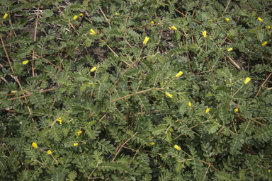 APII jpeg image of Tribulus terrestris  © contact APII