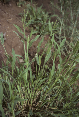 APII jpeg image of Urochloa panicoides  © contact APII