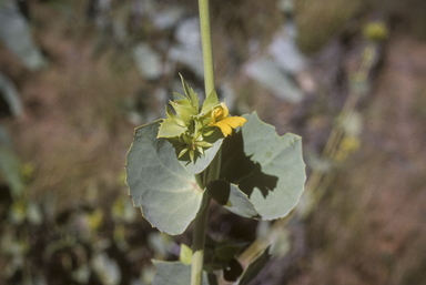 APII jpeg image of Goodenia panduriformis  © contact APII