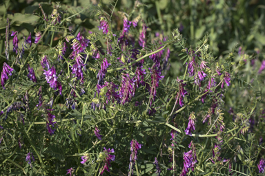 APII jpeg image of Vicia villosa  © contact APII