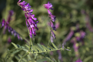 APII jpeg image of Vicia villosa  © contact APII