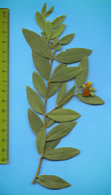 APII jpeg image of Wikstroemia indica  © contact APII