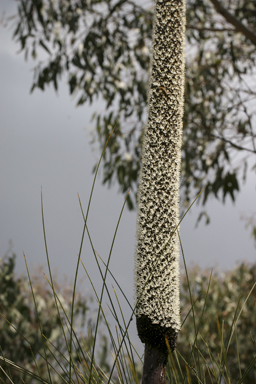 APII jpeg image of Xanthorrhoea johnsonii  © contact APII