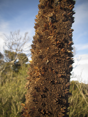 APII jpeg image of Xanthorrhoea semiplana subsp. tateana  © contact APII