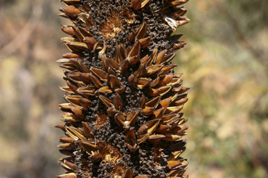 APII jpeg image of Xanthorrhoea thorntonii subsp. tateana  © contact APII