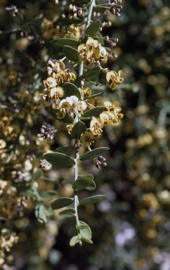 APII jpeg image of Daviesia elliptica  © contact APII