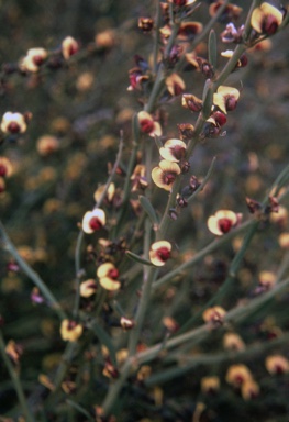 APII jpeg image of Daviesia grahamii  © contact APII