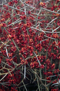 APII jpeg image of Daviesia intricata subsp. intricata  © contact APII