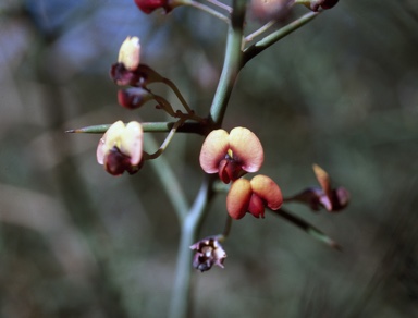 APII jpeg image of Daviesia retrorsa  © contact APII