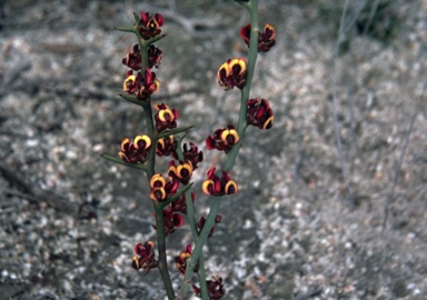 APII jpeg image of Daviesia sarissa subsp. sarissa  © contact APII