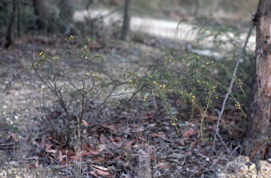 APII jpeg image of Daviesia squarrosa  © contact APII