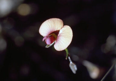 APII jpeg image of Isotropis cuneifolia subsp. cuneifolia  © contact APII