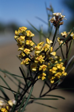 APII jpeg image of Mirbelia longifolia  © contact APII