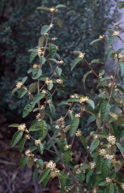 APII jpeg image of Asterolasia correifolia  © contact APII