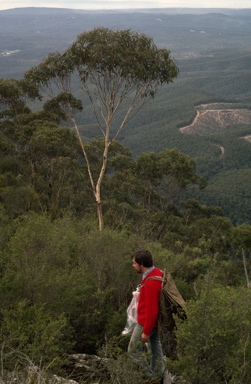 APII jpeg image of Eucalyptus imlayensis  © contact APII