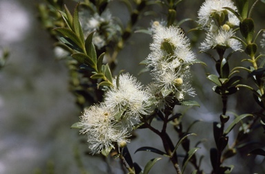 APII jpeg image of Eucalyptus recurva  © contact APII