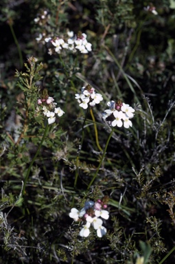 APII jpeg image of Stylidium junceum subsp. junceum  © contact APII