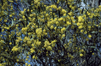 APII jpeg image of Acacia verniciflua  © contact APII