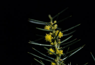 APII jpeg image of Acacia colletioides  © contact APII