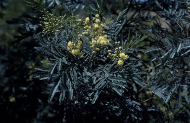 APII jpeg image of Acacia parramattensis  © contact APII