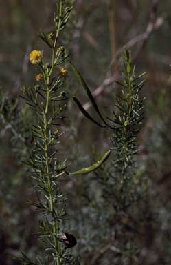 APII jpeg image of Acacia delicatula  © contact APII