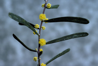 APII jpeg image of Acacia farinosa  © contact APII